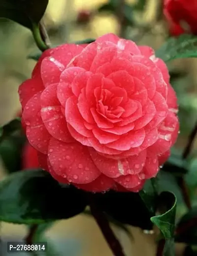 Zomoloco Red Camellia Healthy Flower Plant For Hom