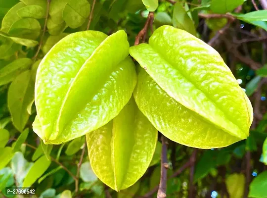 Zomoloco Rare Star Fruit Grafted Live Plant Cf053-thumb0