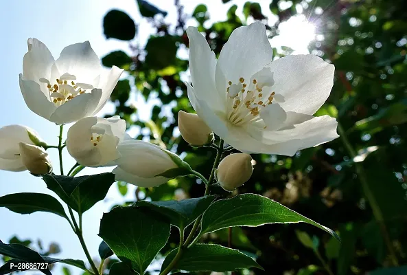 Zomoloco Jasmine Plant Jasmine Live Plant-thumb0