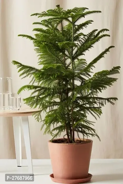 Zomoloco Live Christmas Plant Healthy Decorative