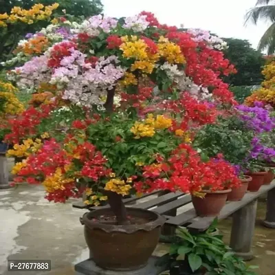 Zomoloco Bou 1 Bougainvillea Plant