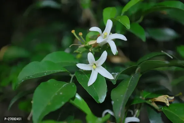 Zomoloco Kamini Flower Murraya Paniculata Plant C