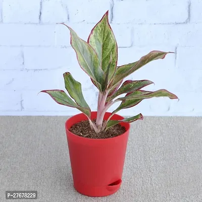 Zomoloco Gardens Aglaonema Red Natural Live Plant