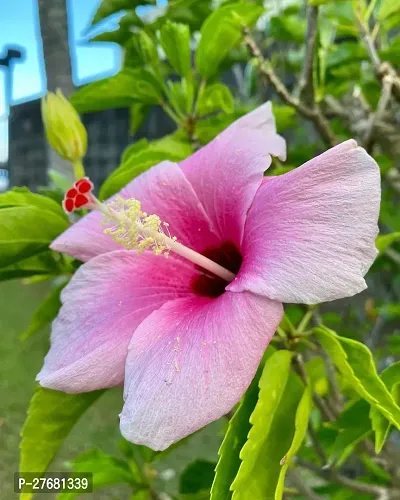 Zomoloco Hibiscus White Live Flower Plant Disha2