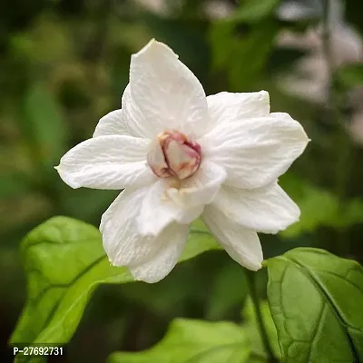 Zomoloco Arabian Jasmine Double Petal Live Flower