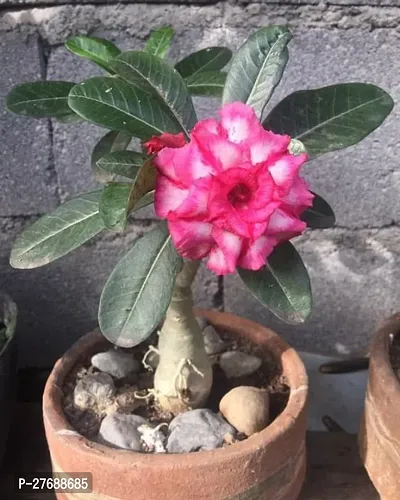 Zomoloco Air Layered Adenium Plant Live Plant Cf1-thumb0