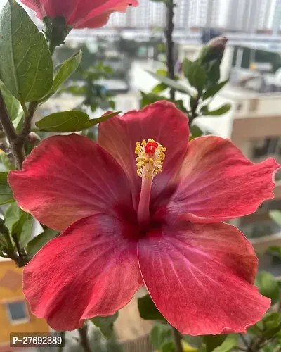 Zomoloco Hibiscus Red Live Flower Plant Cf42446-thumb0