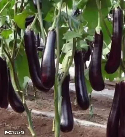 Zomoloco Brinjal Plant Brinjal-thumb0