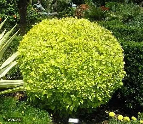 Zomoloco Duranta Plant Saraswati Gardens Live Golden Duranta Hedge Plant - Charming Decorative Hedge Plant 1 Healthy Live Plant With Plastic Bag-thumb0