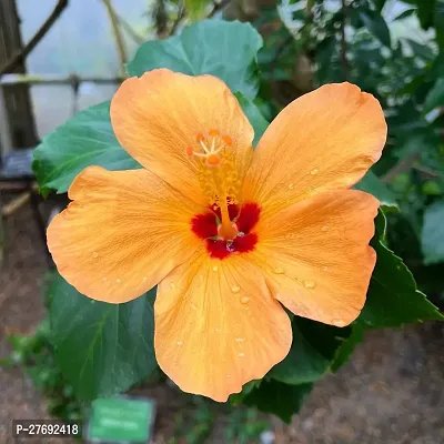 Zomoloco Hibiscus Yellow Live Flower Plant Cf3300-thumb0