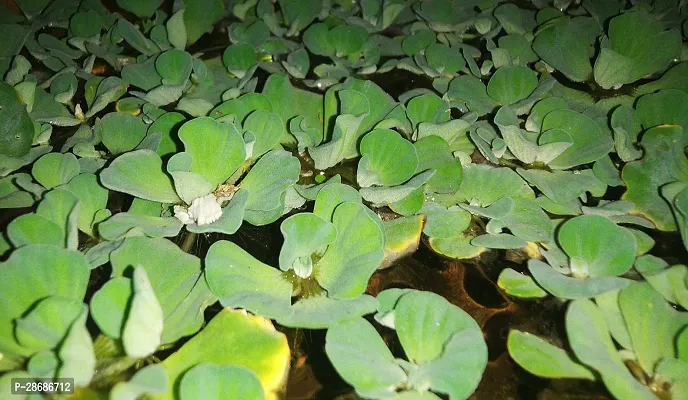 Zomoloco Water Pennywort Water_pennyworts packing with 7 pennywort-thumb0