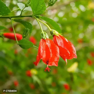 Zomoloco Red Chili Hibiscus Plant Cfa163 Hibisc-thumb0