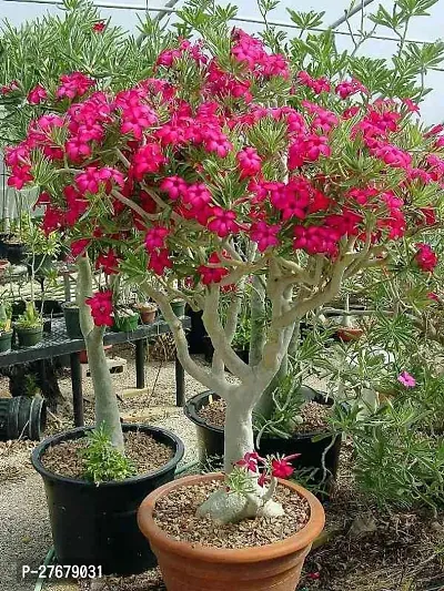 Zomoloco Succulent Bonsai Adenium Adenium Plant-thumb0