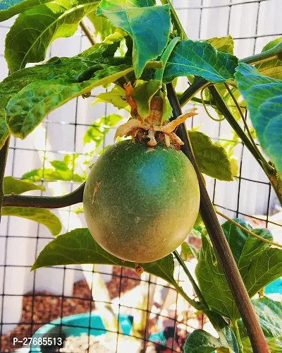 Zomoloco Air Layered Passion Fruit Plant Live Plan-thumb0