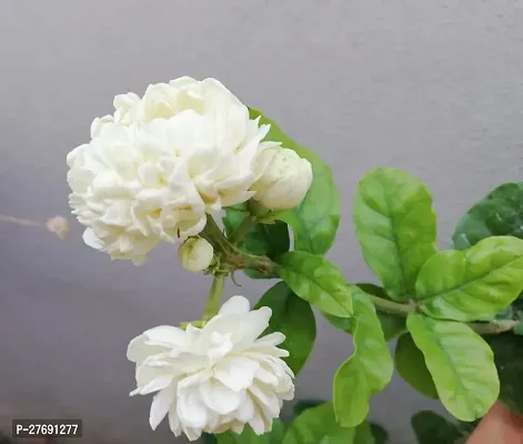 Zomoloco Arabian Jasmine Double Petal Live Flower-thumb0