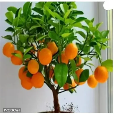 Zomoloco Organic Bonsai Delicious Orange Plant Ora-thumb0