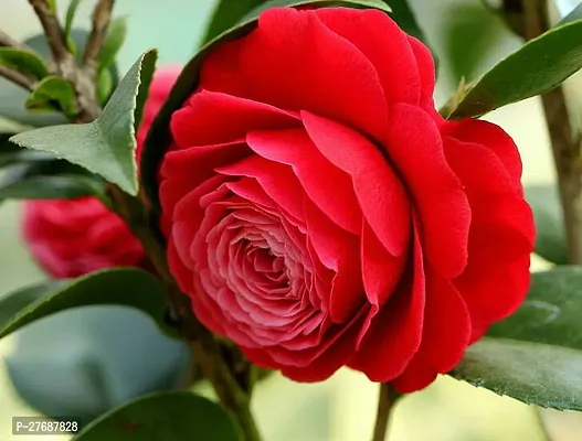 Zomoloco Red Camellia Healthy Flower Plant For Hom