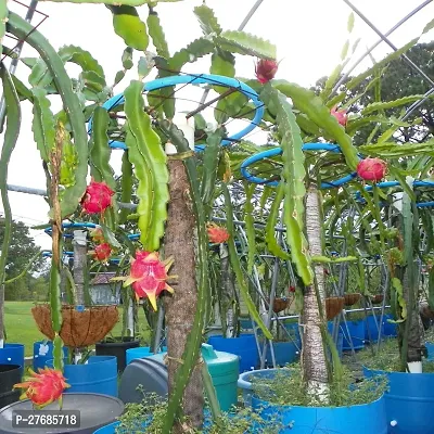 Zomoloco Dragon Fruitmodelseoul Kitchenplant C-thumb0