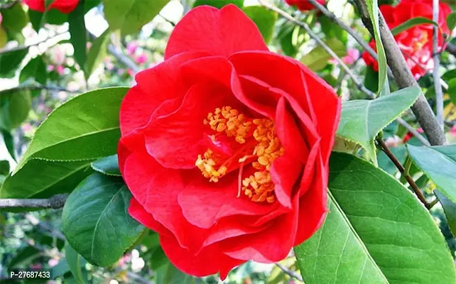 Zomoloco Red Camellia Healthy Flower Plant For Hom