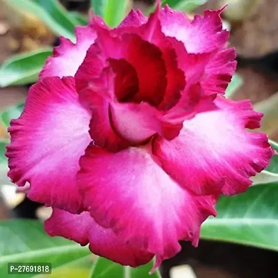 Zomoloco Air Layered Adenium Desert Roses Red Col