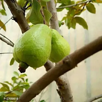 Zomoloco Air Layered Hybrid Banarasi Variant Guava