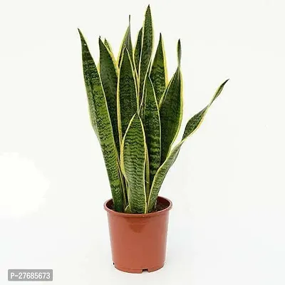 Zomoloco Plants 220 Snake Plant-thumb0