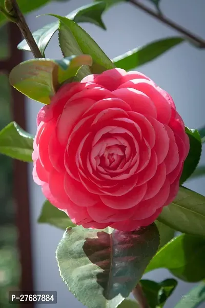 Zomoloco Red Camellia Healthy Flower Plant For Hom