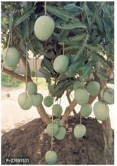 Zomoloco Himsagar Kishan Bhog Mango Grafted Hy-thumb0