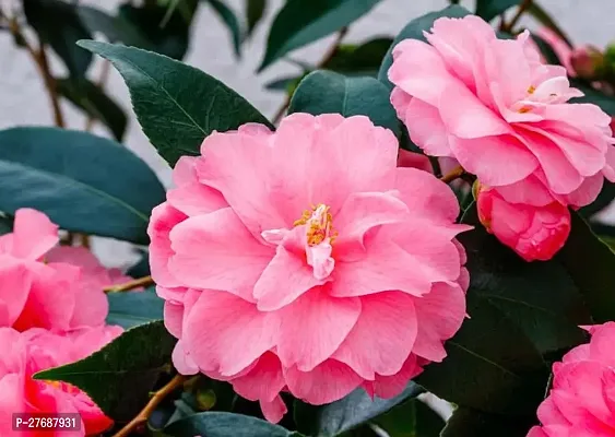 Zomoloco Pink Camellia Healthy Flower Plant For Ho