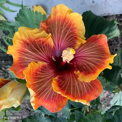 Zomoloco Hibiscus Hybrid Live Flower Plant Cf3300-thumb0