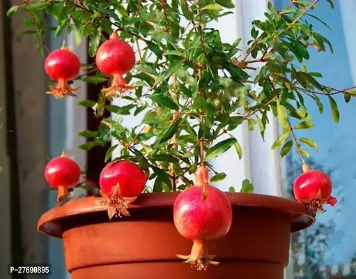 Zomoloco Pomegranate Live Plant Kazake Variety Cf