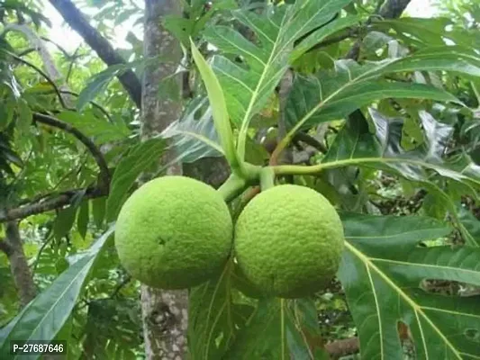 Zomoloco Live Breadfruit Plant Rare Dwarf Exotic A-thumb0