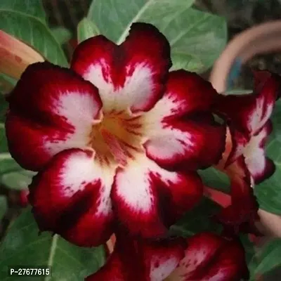 Zomoloco Adeniumhybrid Plantgrafted0387 Adenium-thumb0