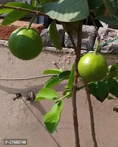 Zomoloco Air Layered Hybrid Banarasi Variant Guava