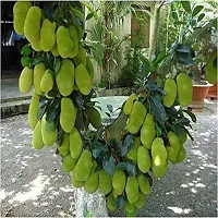 Zomoloco Jackfruit Plant Kishan Bhog Jackfruit Plant For Outdoor Garden-thumb1