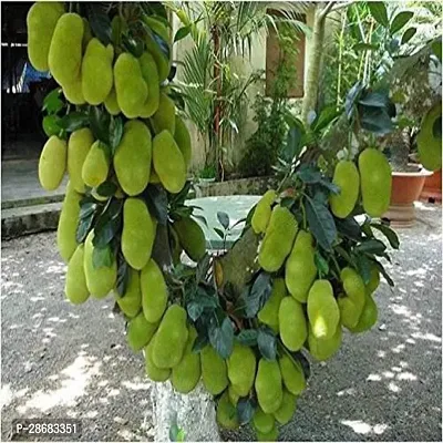 Zomoloco Jackfruit Plant Kishan Bhog Jackfruit Plant For Outdoor Garden-thumb2