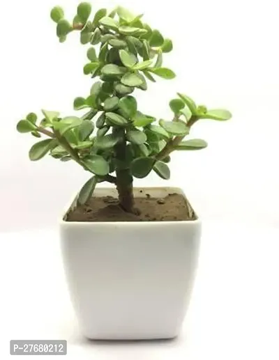 Zomoloco Jade Plant Lucky Plant Money Plant Or M-thumb0