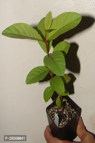 Zomoloco Guava Plant RED GUAVA PLANT