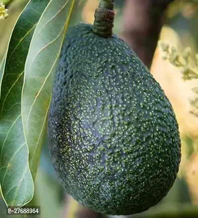 Zomoloco Avocado Plants Live Plantcf961 Avocado-thumb0