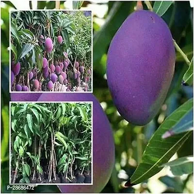 Zomoloco Mango Plant KesarGrafted Mango Plant.-thumb0