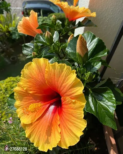 Zomoloco Hibiscus Yellow Live Flower Plant Cf3300-thumb0