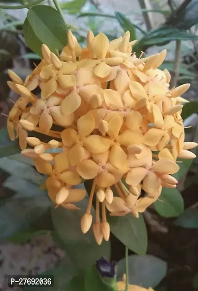 Zomoloco Trothic Ixora Chethi Yellow Plant Live Fl