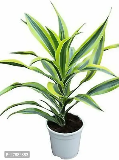 Zomoloco Rsdracenagreen01 Dracaena Plant-thumb0