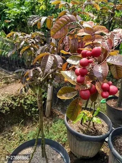 Zomoloco Rare Dwarf Red Longan Fruit Plant Thaila-thumb0