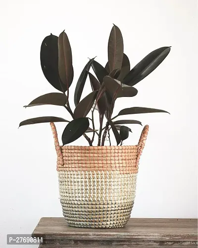 Zomoloco Live Rubber Plant For Indoor Home Decorat