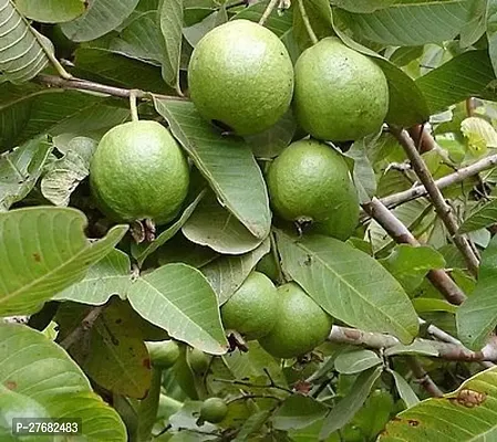 Zomoloco Natal Guava Plant Guava Plant-thumb0