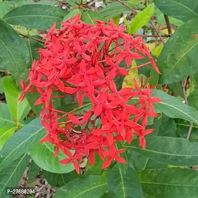 Zomoloco Trothic Ixora Chethi Red Plant Live Flowe-thumb0