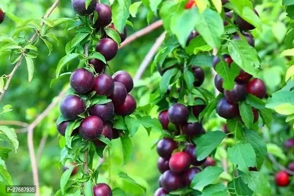 Zomoloco Exotic Live Grafted Plum Aalu Bukharaal