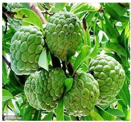 Zomoloco Custard Apple Tree Custard Apple Plant-thumb0