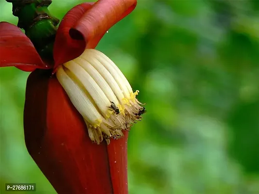 Zomoloco Red Banana Plant Banana Plant-thumb0